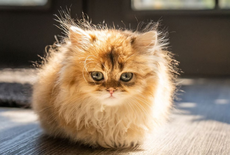 Misteri Roti Duduk Kucing atau Pose Cat Loaf