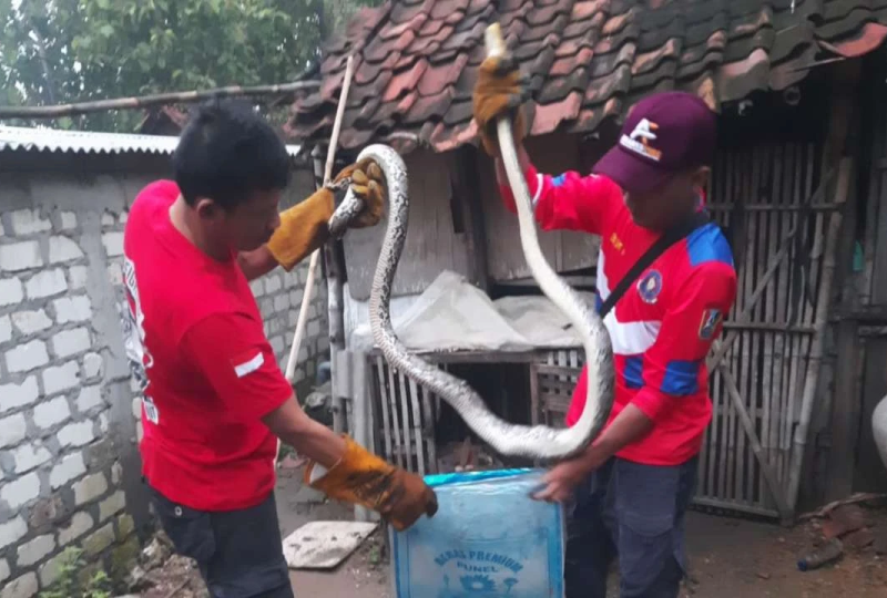 Teror Ular Python Raksasa di Tuban: Insiden di Desa Sumberejo, Warung Apung Perbon, dan Desa Tuwiri Wetan!