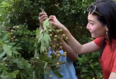 Desa Wisata Jambu Kediri: Surga Edukasi yang Menarik Pengunjung untuk Belajar dan Berkebun!