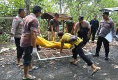 Geger! Mayat Wanita Tanpa Identitas Ditemukan Tersangkut di Ranting Pohon di Muara Pareng Ireng Alas Purwo